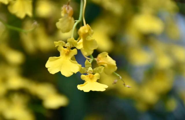 姬金鱼草，爱自己才能更好爱他人（姬金鱼草和金鱼草的区别）