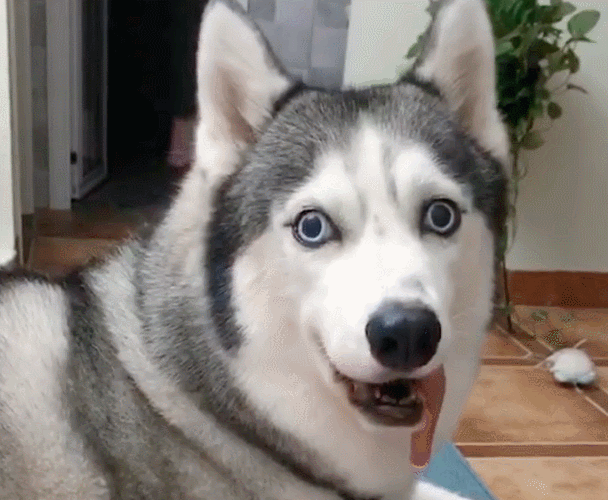 最善良的狗狗是什么狗，最善良的狗是什么品种（是因为狗狗太善良）