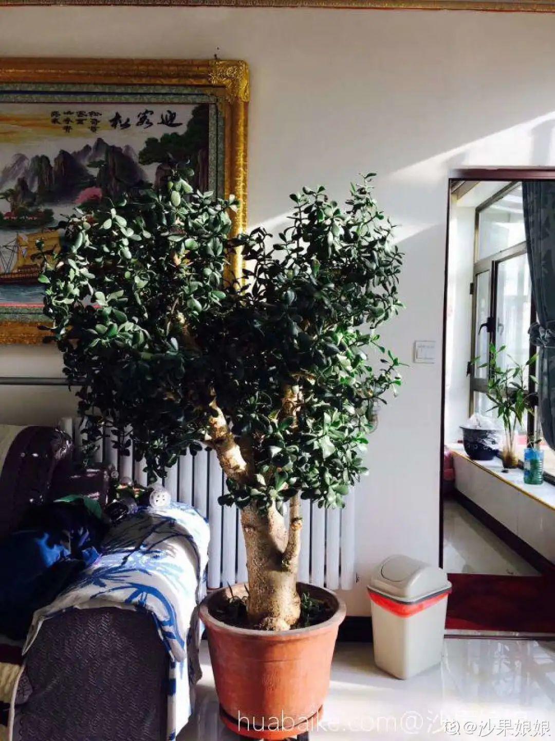 家中养什么树可以镇宅，推荐这8种树，子孙一直富
