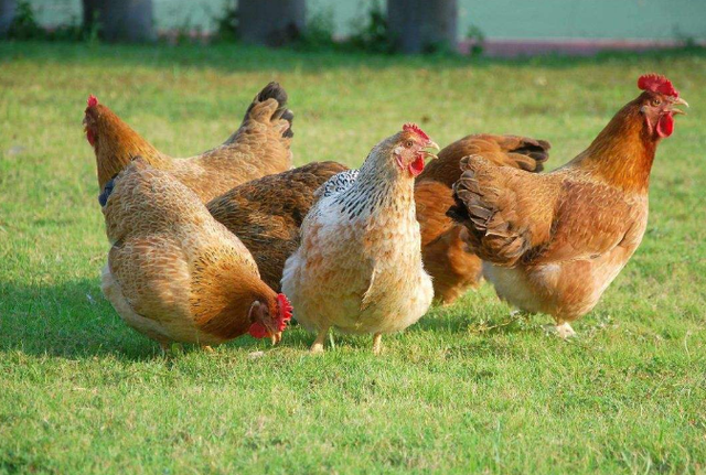 鸡胸肉有激素吗，鸡胸肉是否含有大量激素（鸡肉含有大量激素）