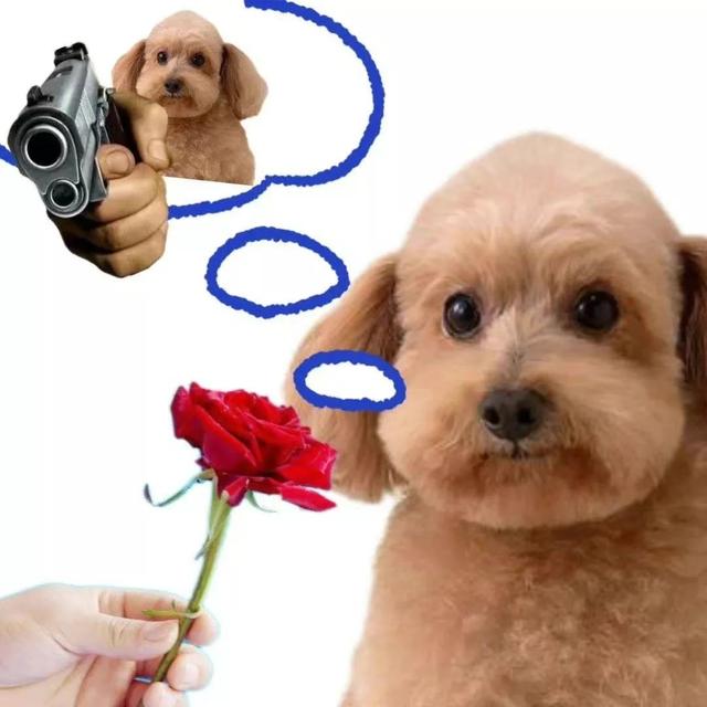 狗的土味方言，一些土味小狗怪图，收了