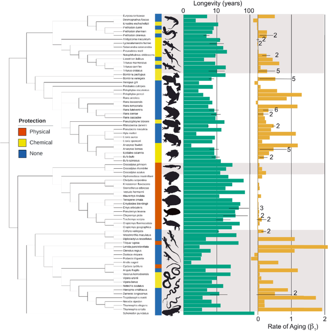 乌龟为何爱睡觉，乌龟为何爱睡觉的原因（似乎藏着延缓衰老的真正奥秘）