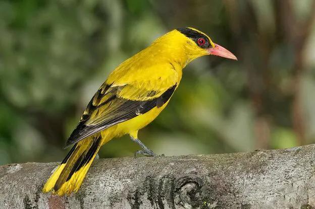 各种黄鹂鸟的各种叫声，大自然的小小精灵——黄鹂鸟