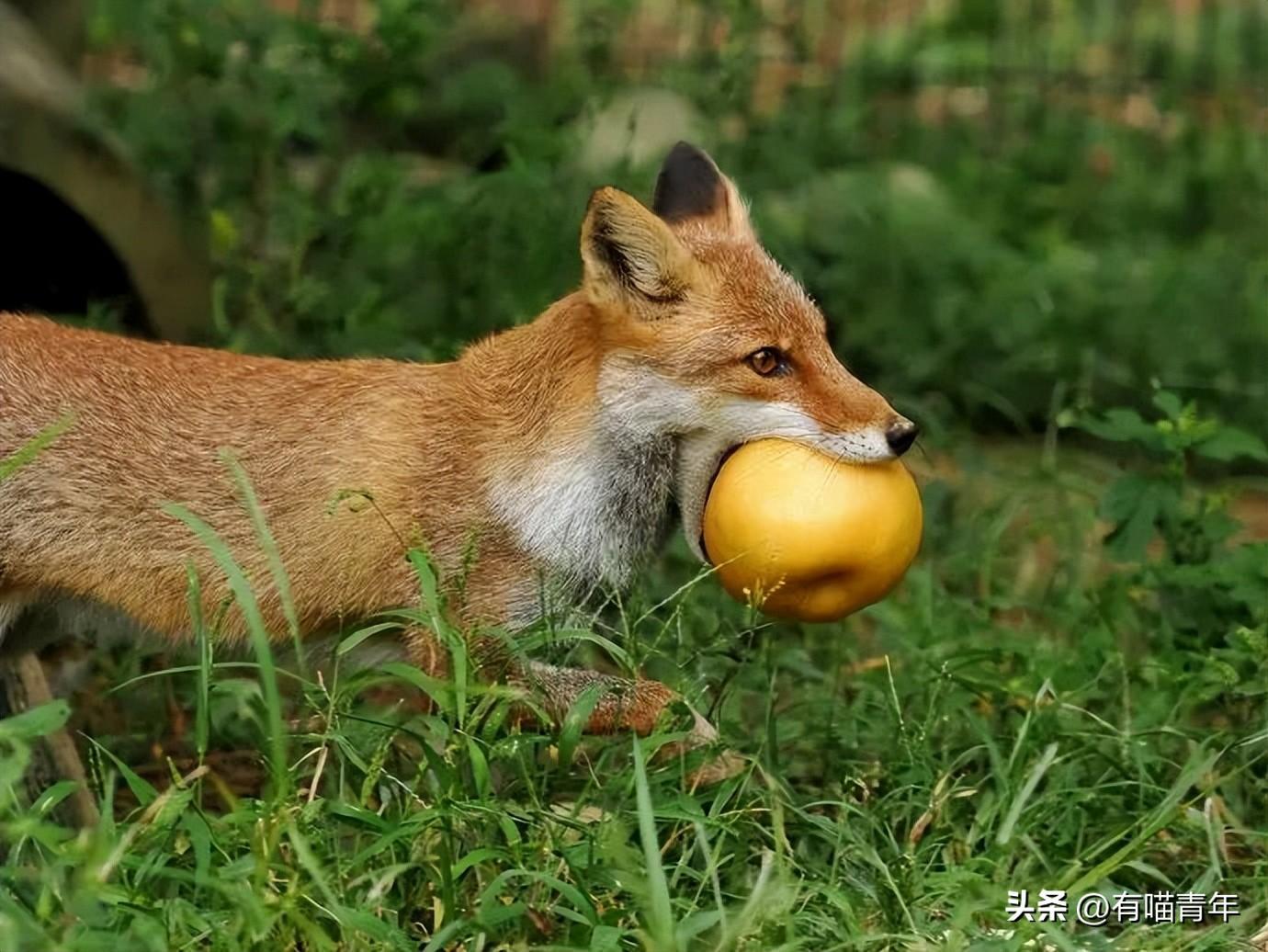 狐狸幼犬多少钱一只 狐狸犬 幼犬