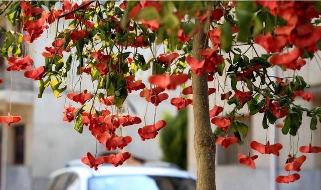 冬天有什么花开放，冬季开花的花卉有哪些（8种“稀罕花”）