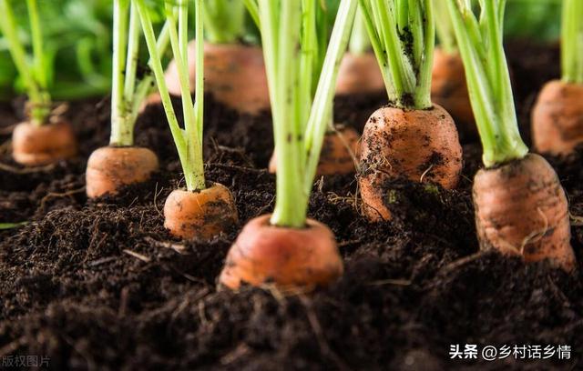 茬是什么意思，去年种植萝卜和白菜的土壤