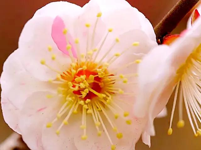 春天的花代表，春天的花代表什么（<一>君子兰、杜鹃、茶花、梅花、长寿花）