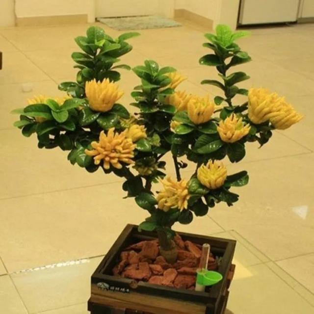 佛手果多少钱一斤，佛手多少钱一斤（年收入几十万不是梦）