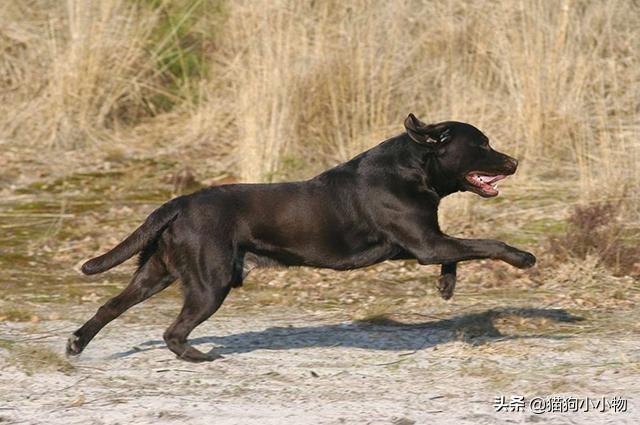 为什么狗养久了会邪门，狗养太久会做怪（揭秘：养“黑狗”真的很邪门吗）