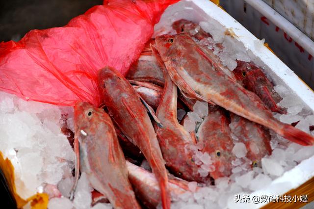 鸦片鱼为什么禁吃，鸦片鱼头的禁忌（鸦片鱼头为什么不能吃）