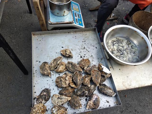 海蛎子和生蚝的区别，牡蛎和生蚝的区别是什么（海蛎子和生蚝有何区别）