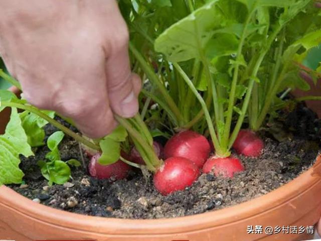 阳台上种花种菜非常实用，阳台、泡沫箱、花盆最适合种植这些蔬菜