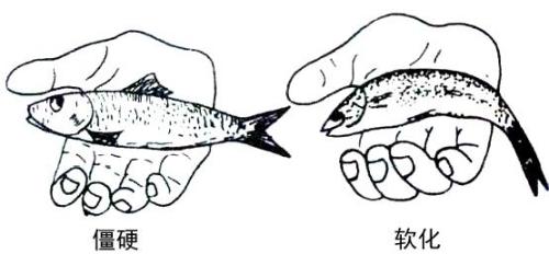 鱼的内脏解剖图，龙鱼内脏解剖图解（通体熟透、内脏掏空）