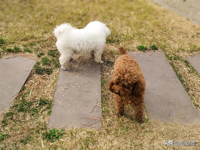 泰迪熊狗价格，影响泰迪狗价格的因素是什么（泰迪熊价格多少钱一只）