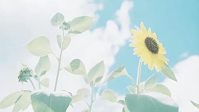 班得瑞专辑介绍，班得瑞13张CD唱片介绍（每一首都是单曲循环的天籁之音）