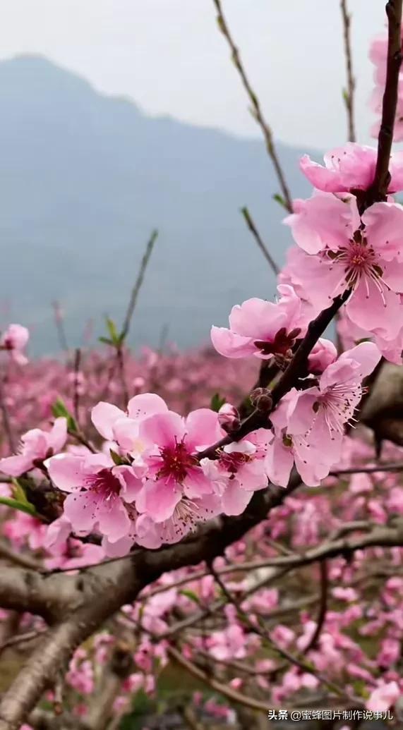 风景美图，风景美图壁纸（鲜花争艳，美景如画，过目不忘）