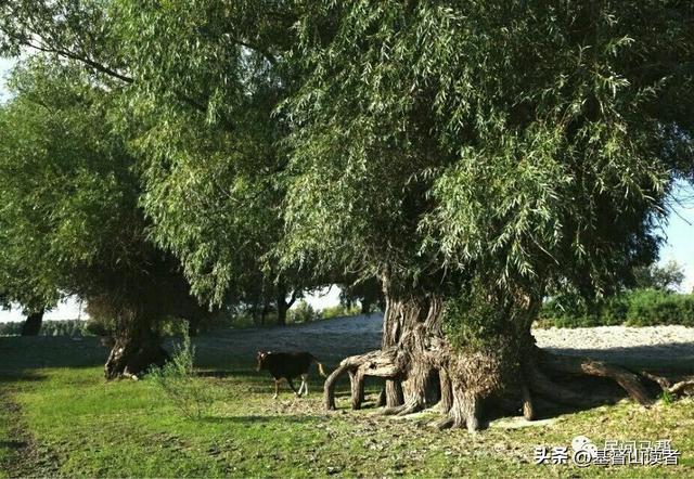 家乡情怀经典句子，家乡的感慨情怀句子（家乡柳情怀）
