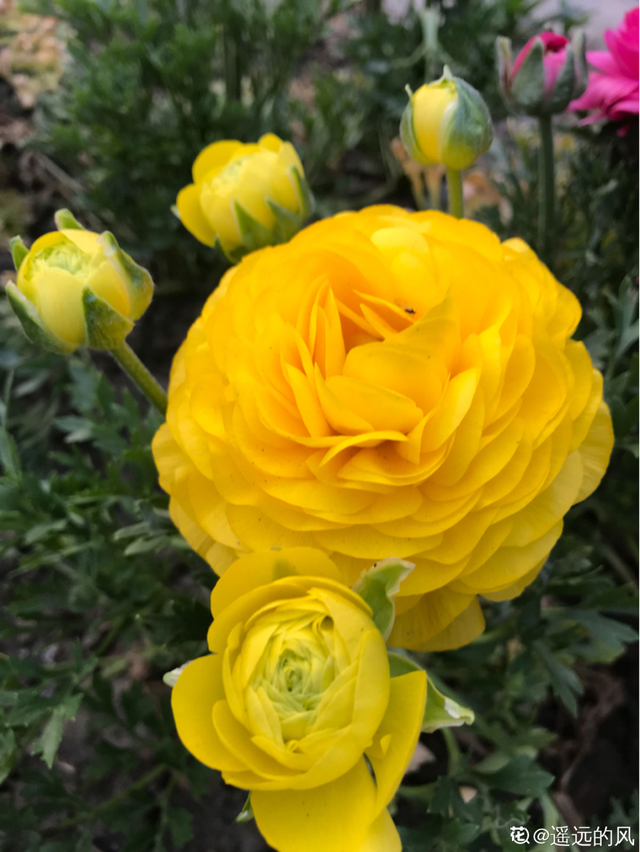 花毛茛如何种植，花毛茛怎么种（比月季还好看、好养）