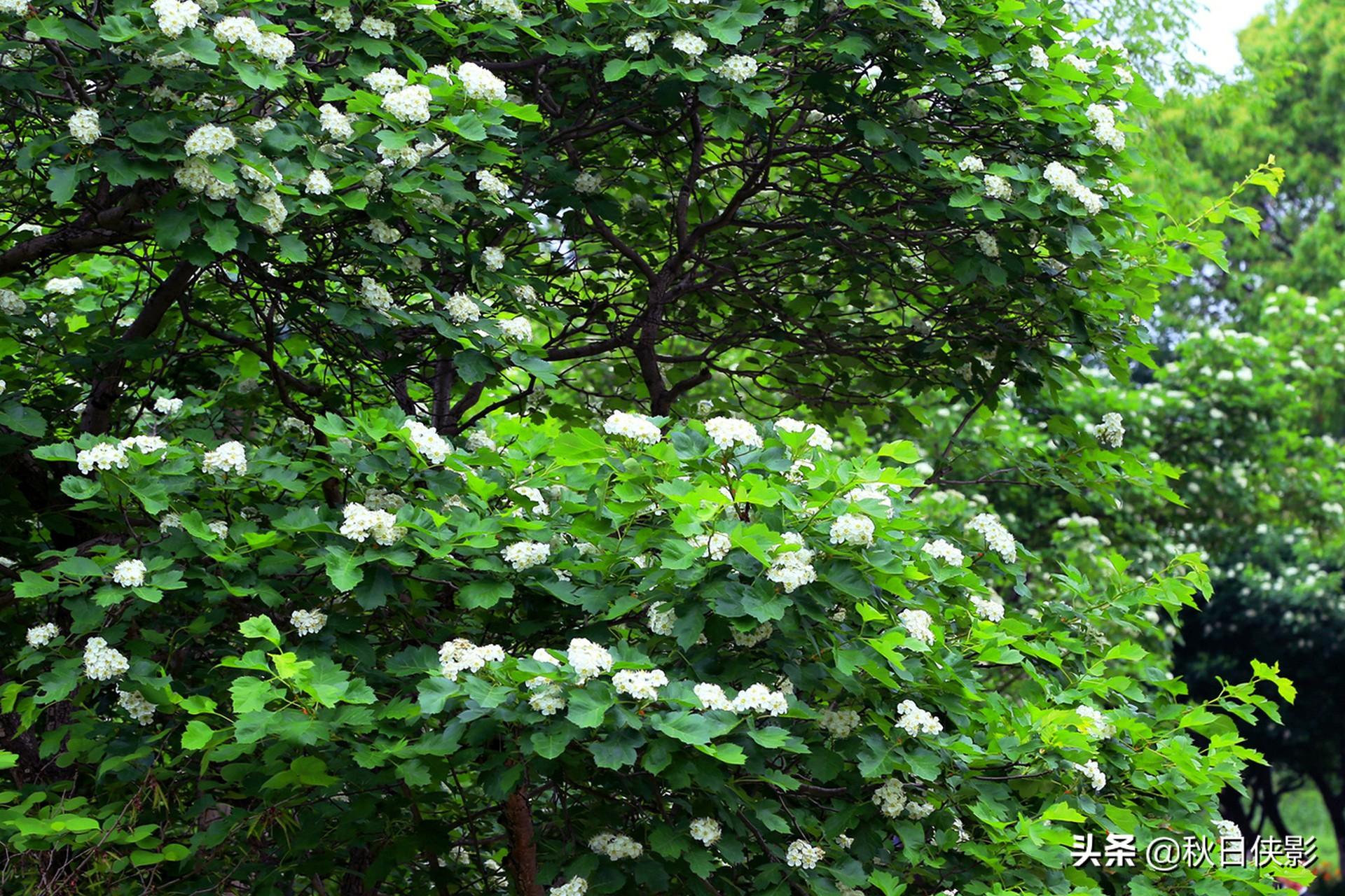 杭州风铃草（山楂花盛开）