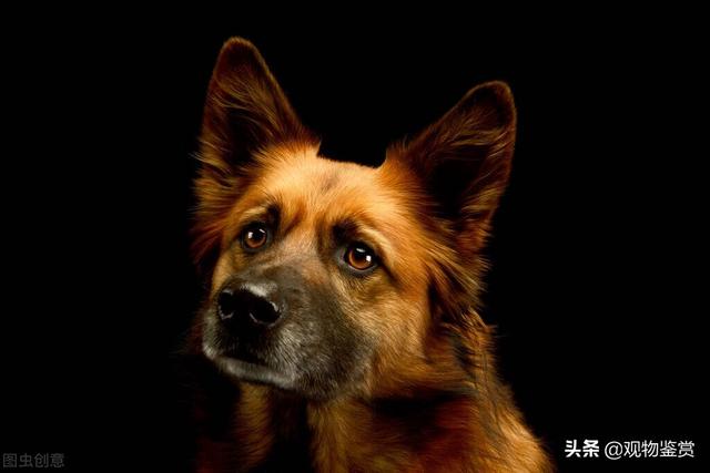 狗的品种大全，无尾狗的品种大全（而狗的分类方法也有很多种）