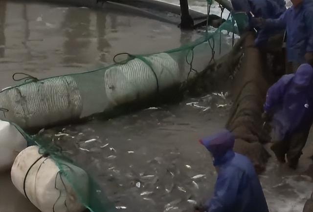 卖金鱼好赚吗，金鱼生意怎么样（别人不支持他偏要瞎折腾）