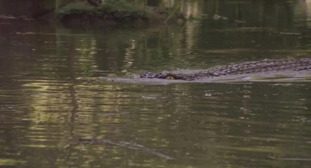 关于蛇的电影有哪几部，关于蛇的电影有哪几部分（评分最高十大怪兽电影）