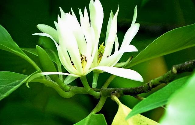 驱蚊精油，天竺葵精油（她用白玉兰花精油做油敷上瘾）