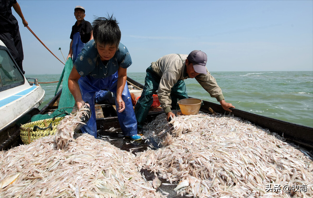 鳡鱼是什么鱼，鳡鱼是什么鱼在泗洪话里（鱼群资源“失而复现”）