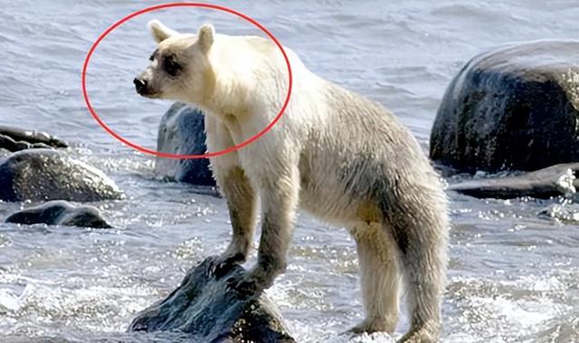 南极有熊吗,南极有没有南极熊(后代变成耐高温的"短毛熊")