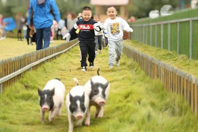 8亩地建小动物农场仅凭2招变网红打卡地，门票20喂动物10元，啥样