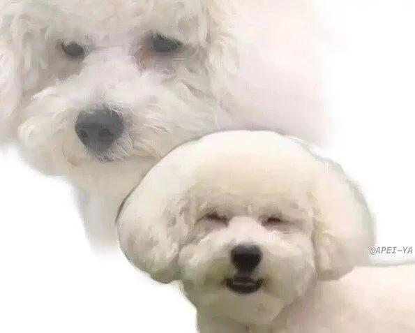 沙雕是什么意思，网络沙雕是什么意思（另一层意思你懂了吗）