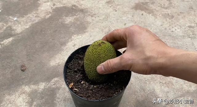 种菠萝蜜生活小妙招，把整个菠萝蜜埋花盆里