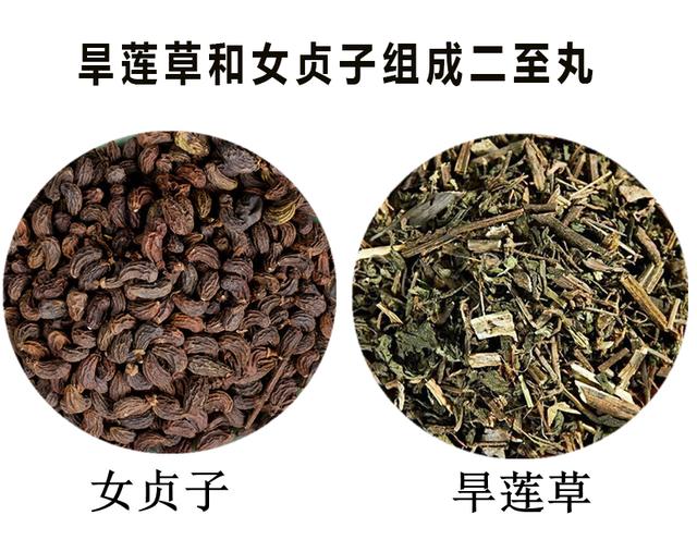 旱莲草墨旱莲，每日一味抗癌中药——墨旱莲