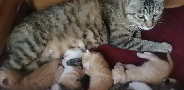橘猫多少钱一只，橘猫多少钱一只幼崽（又一只小橘猫没来得及成年）