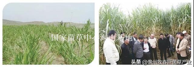 菌草（菌草颗粒饲料，这种“幸福草”为啥如此“香”（菌草有机肥）