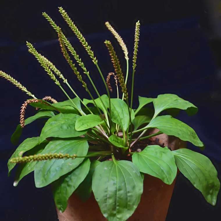 农村能吃的100种野菜图片，有哪些野菜可以吃