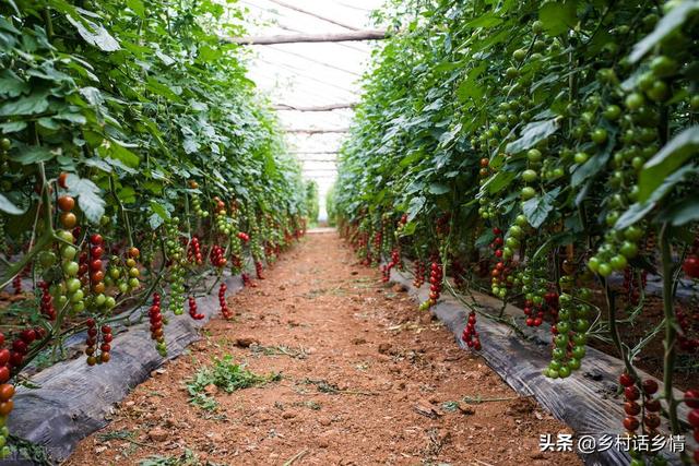 一个番茄钟多长时间，番茄时间法通常多少分钟为一个番茄钟（番茄、辣椒、茄子管理不用愁）