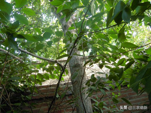 杜仲雄花茶的功效，关于杜仲雄花茶的功效（大量种植后却砍了当柴火烧）