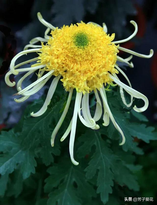 菊花的品质和精神，菊花代表着什么精神品质（粉黛舞魅的菊花品种）