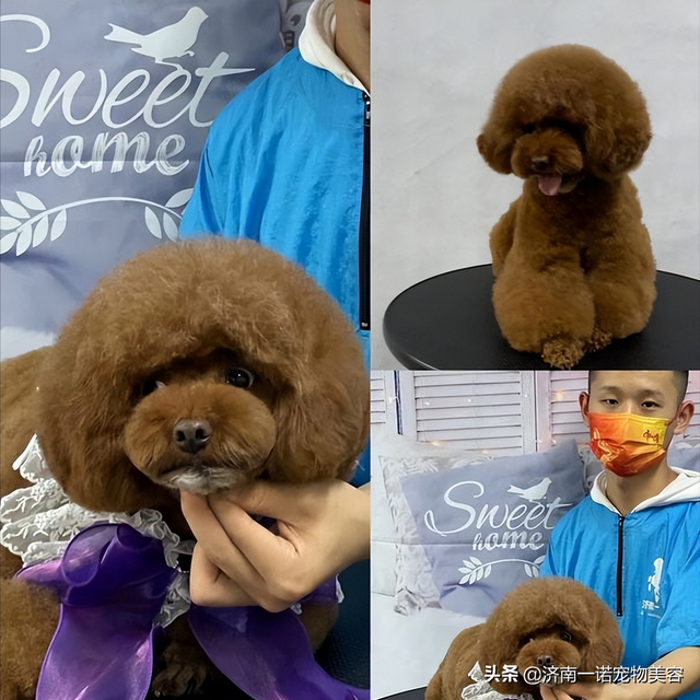 宠物美容师培训教程，6步剪出宠物店同款泰迪造型（宠物美容师自学教程）