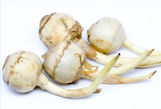 茨菇的功效与作用，茨菇的功效与作用及食用（不是姑姑也不是蘑菇）