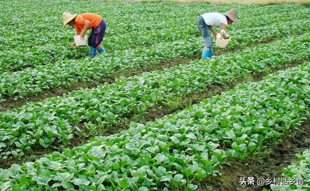 如何自制农家肥，如何自制农家肥发酵剂（手把手教你制作五种土化肥）