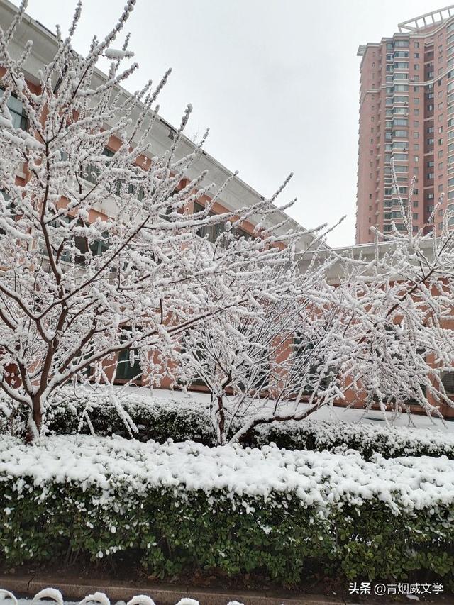 春天真美写一小段话，春天真美呀写句子（一场雪，让这里的春天真美）