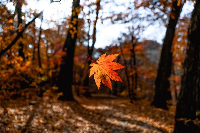 2021年立秋文案短句干净治愈 2021年立秋文案仪式感，2021年立秋文案短句干净治愈（那些藏在文案里的秋天）