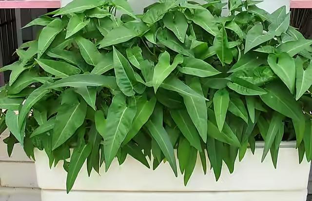 阳台适合种什么菜，什么菜适合在阳台上种（阳台小就种“4种菜”）