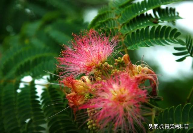 曼陀罗花的图片，曼陀罗花是什么（301味中药材的原植物彩色图谱）