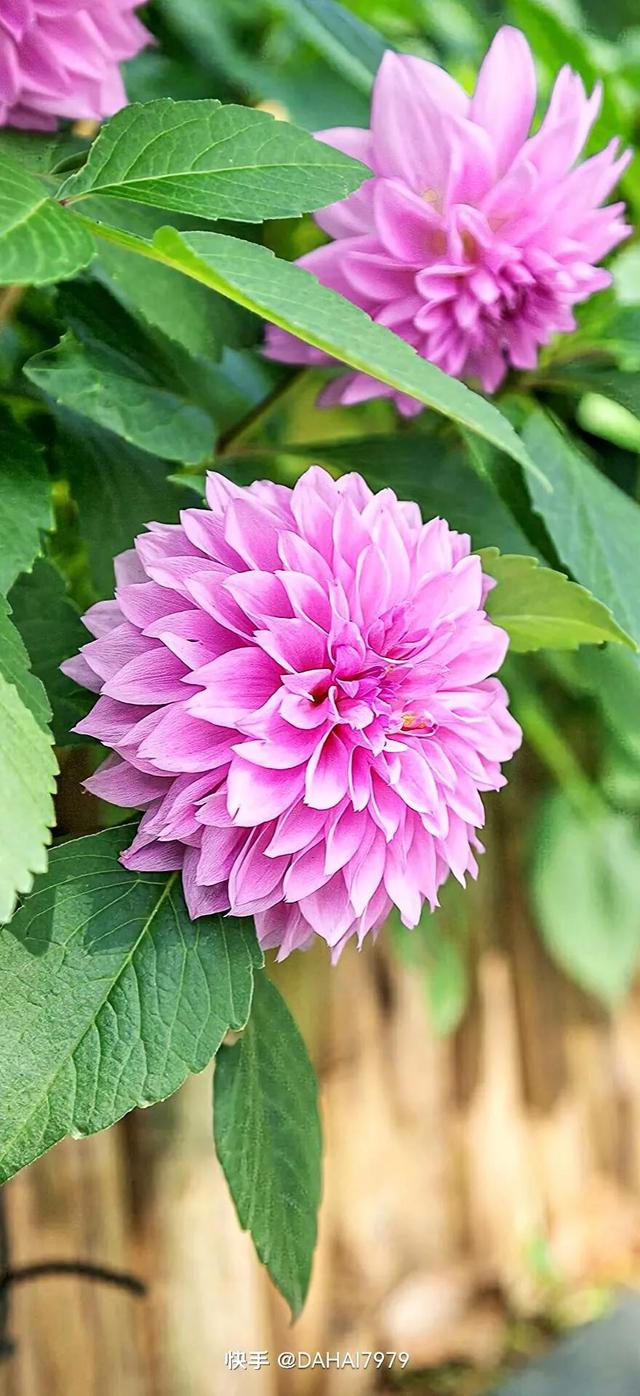 绿色聊天背景图，怎样能把微信聊天背景调成绿色的（绿色背景壁纸，好看的壁纸）