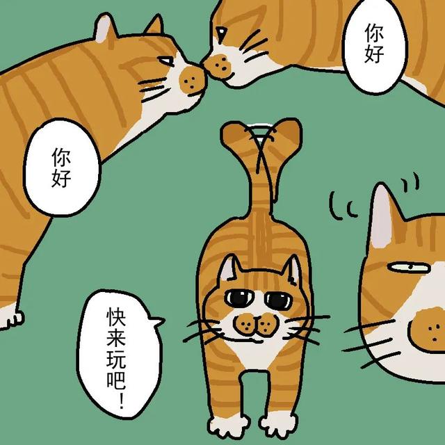如何读懂猫的叫声语言，猫的叫声对话（一次性教你看懂猫咪语言）