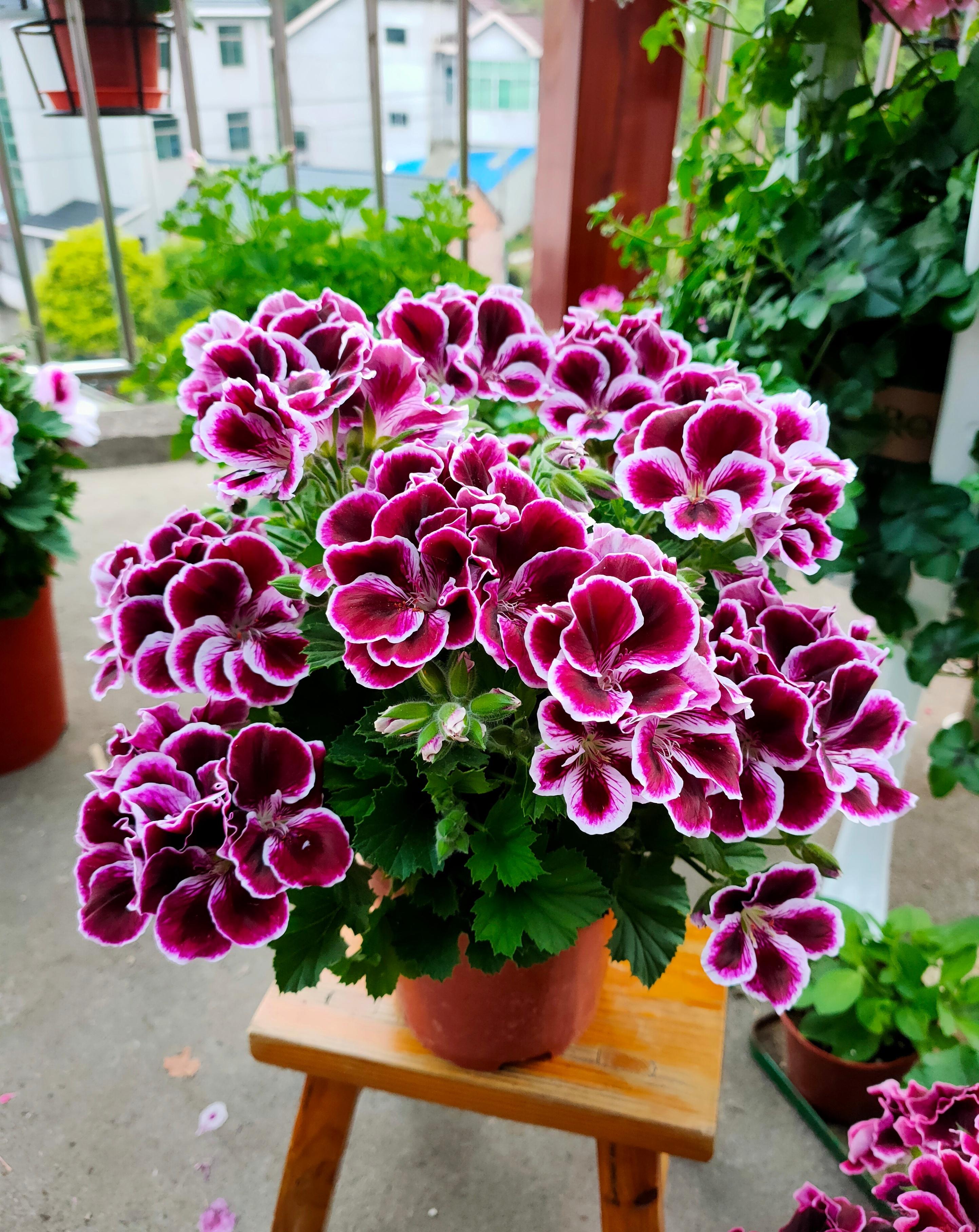 一,认识"帝国"天竺葵和蟹爪兰,长寿花并称"阳台三宝",它植株低矮,株型