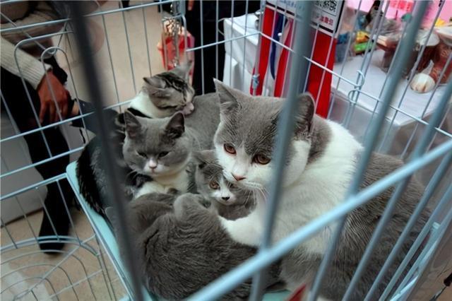 蓝猫多少钱一只？曾经身价高达6000元